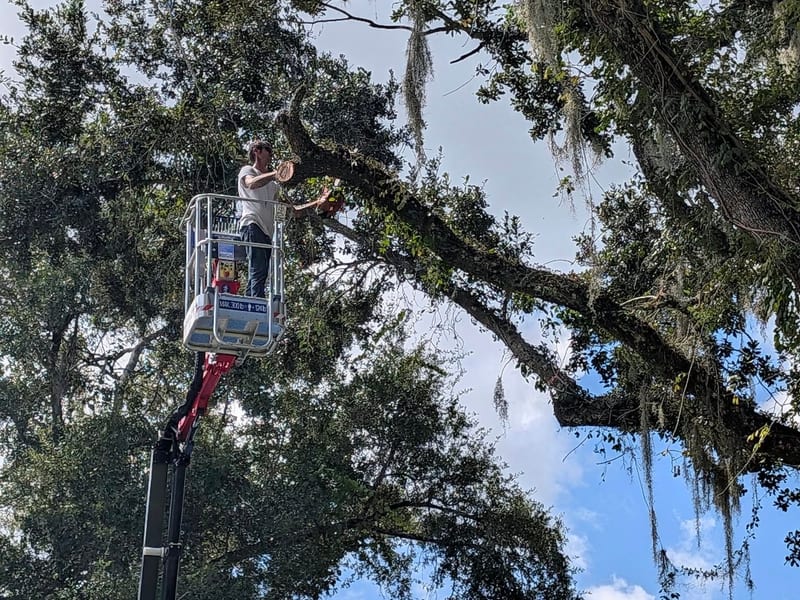 Tree Removal