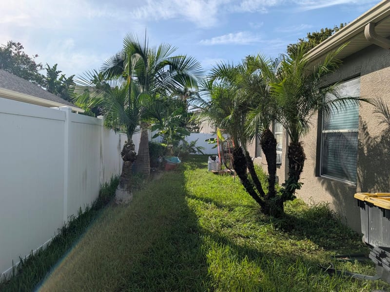 Tree Trimming & Pruning
